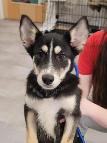 A baby medium-sized male Mixed Breed dog named Travis for adoption in West Chester, PA