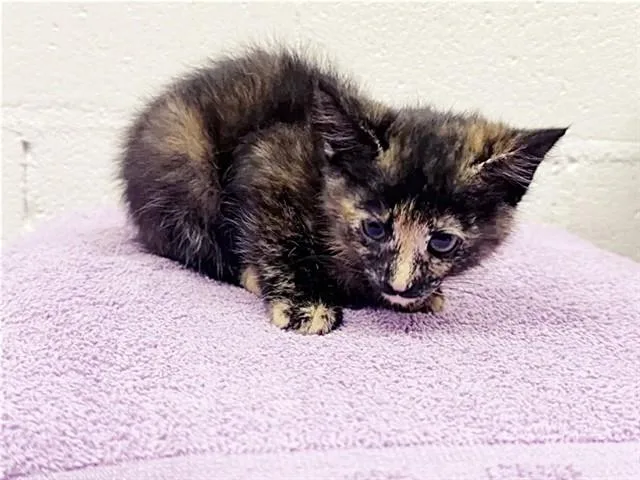A baby small-sized female Domestic Short Hair cat named Chippy for adoption in Saint Louis, MO