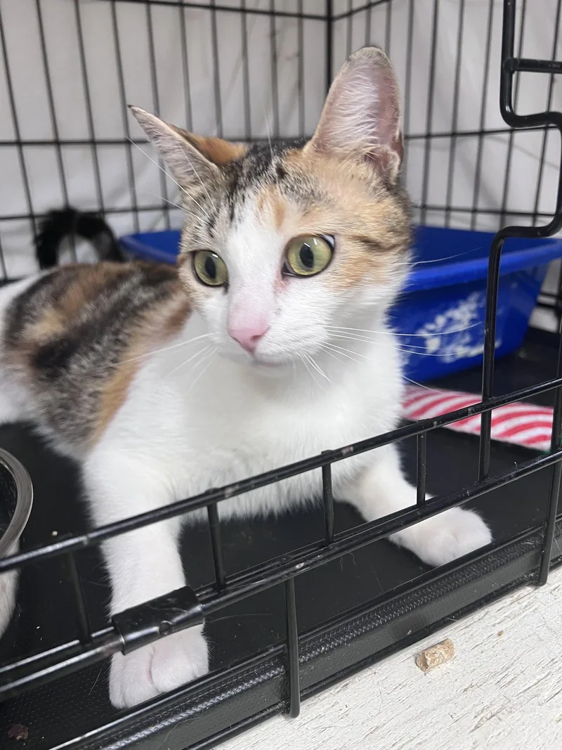 A young medium-sized female Calico cat named Hypathia for adoption in Greenville, DE