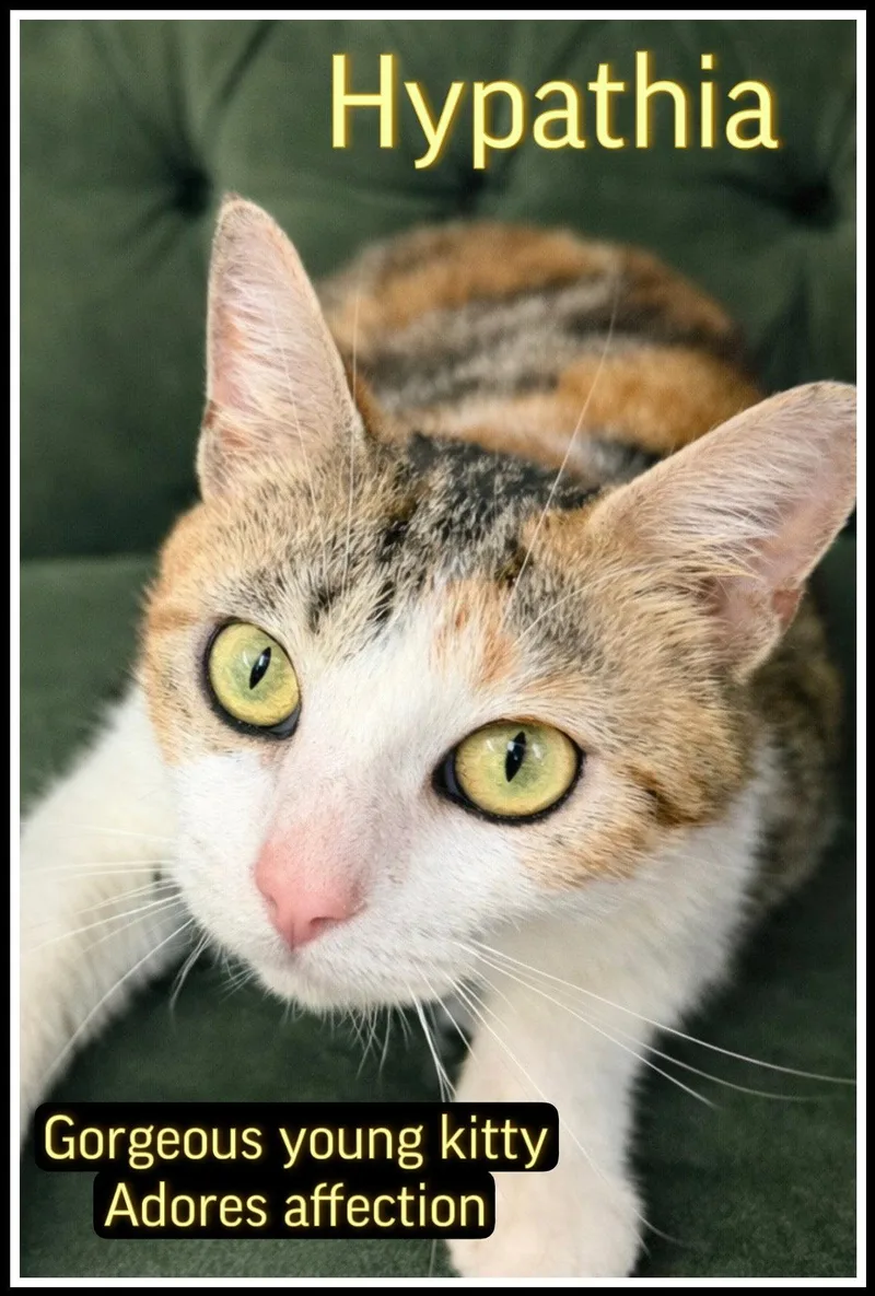 Hypathia thumbnail 2