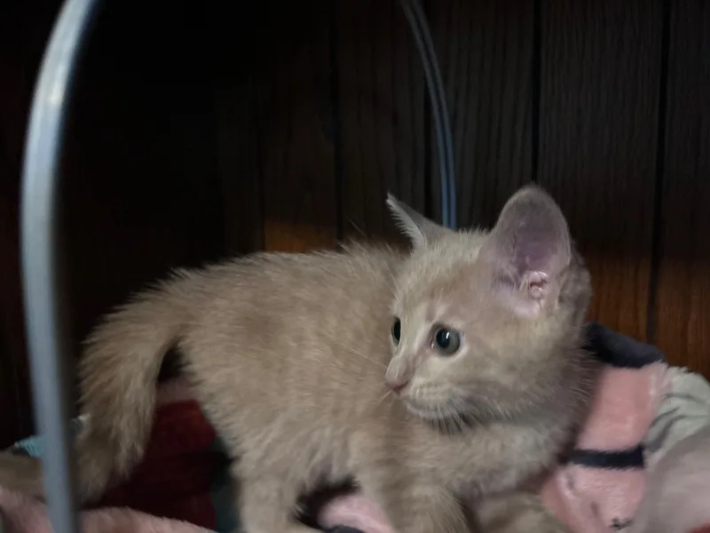 A baby medium-sized male Orange / Red Domestic Short Hair cat named Linus for adoption in East Hartford , CT