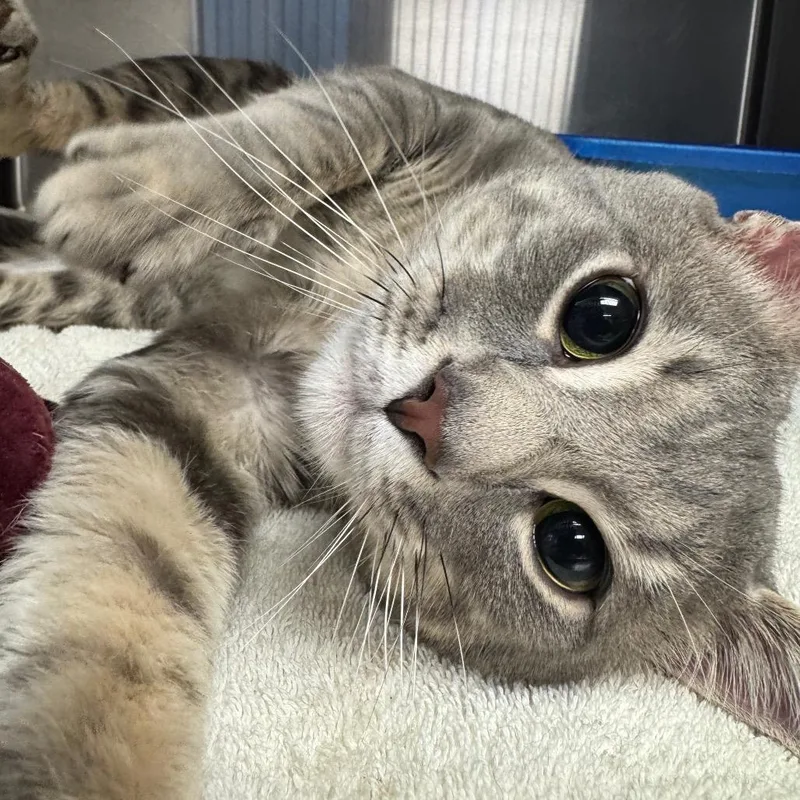 An adult large-sized male Gray / Blue / Silver Domestic Short Hair cat named Billy for adoption in Easton, PA