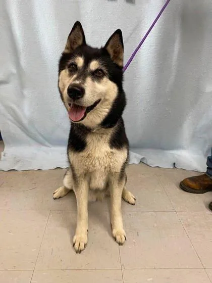 Denali