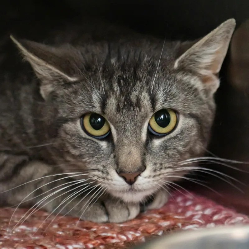 A young medium-sized female Gray / Blue / Silver Domestic Short Hair cat named Silverberry for adoption in Middletown, RI