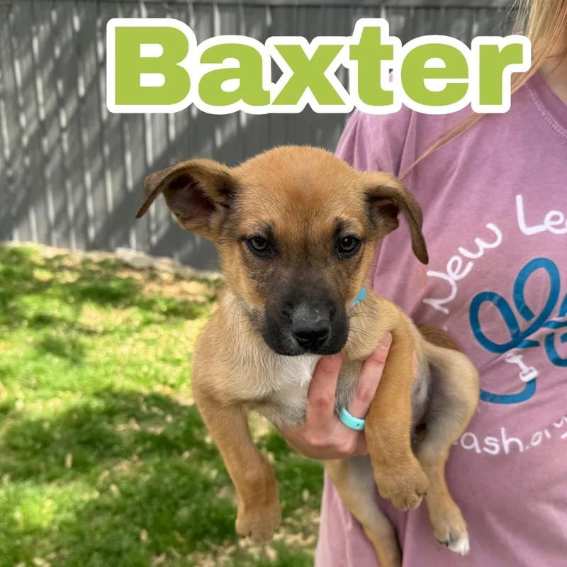 A baby medium-sized male Yellow / Tan / Blond / Fawn Shepherd dog named Baxter Bee for adoption in Brownsboro, AL