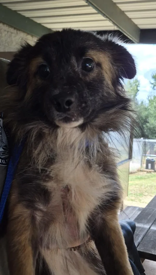 An adult small-sized male Australian Shepherd dog named Pen  Spooky Doo for adoption in Lawrenceville, GA