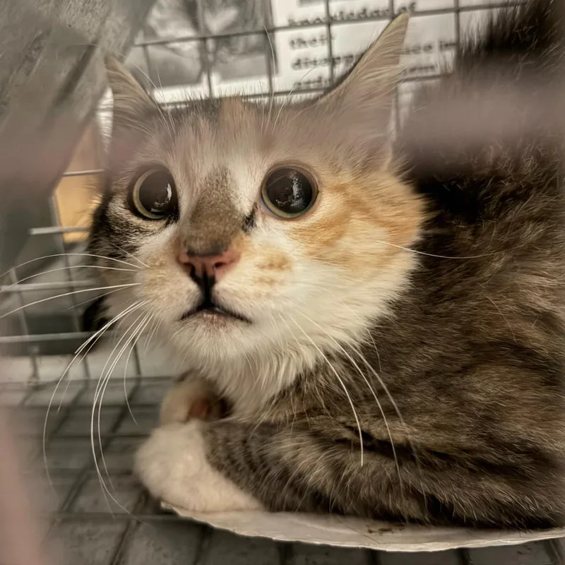 A young small-sized male Domestic Short Hair cat named TNR Esther Ave for adoption in Ewing, NJ