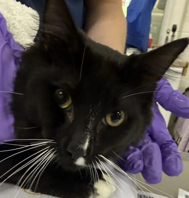 A young medium-sized male Domestic Short Hair cat named Lorenzo for adoption in Upper Marlboro, MD