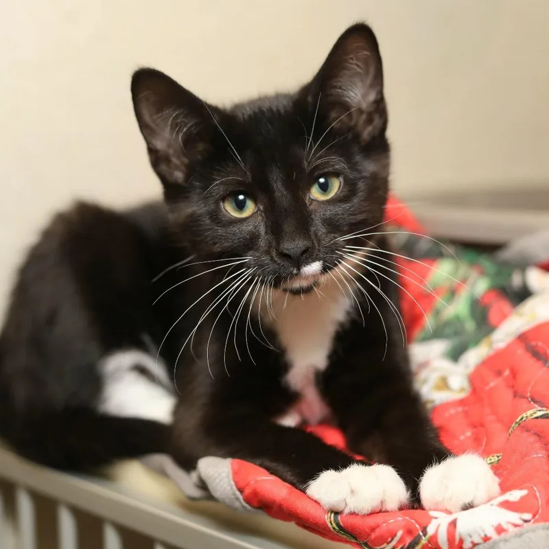 A baby small-sized male Black Domestic Short Hair cat named Doc Quackers for adoption in Evansville, IN