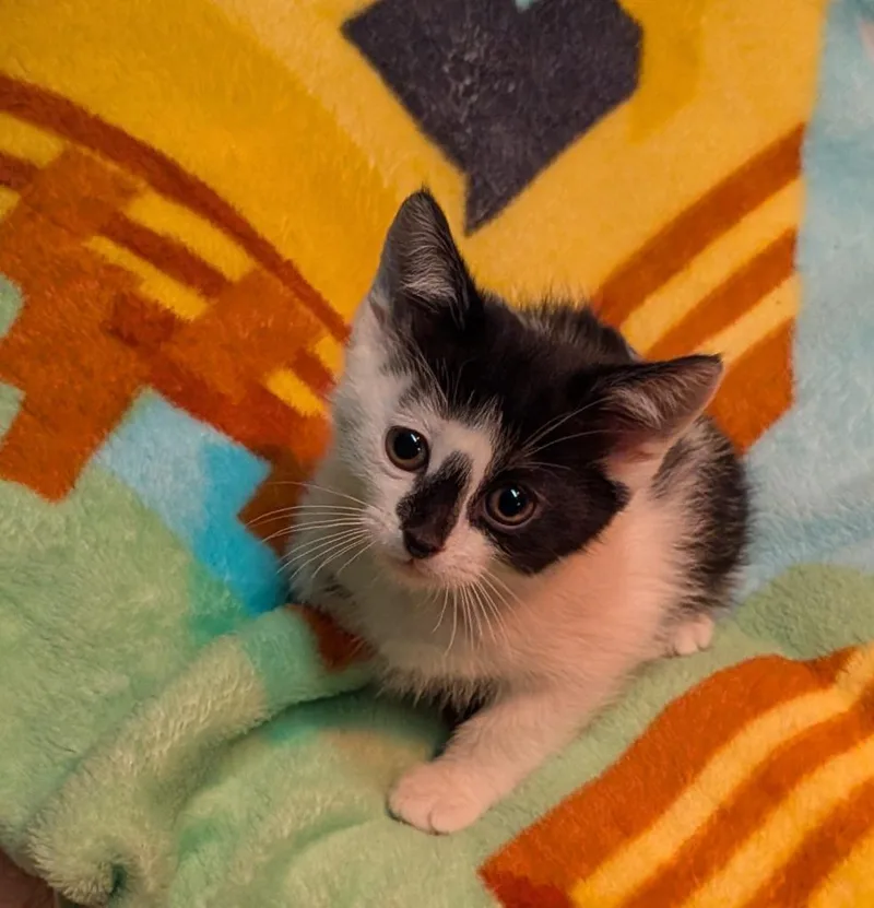 A baby small-sized male American Shorthair cat named Crutchy for adoption in Hagaman, NY