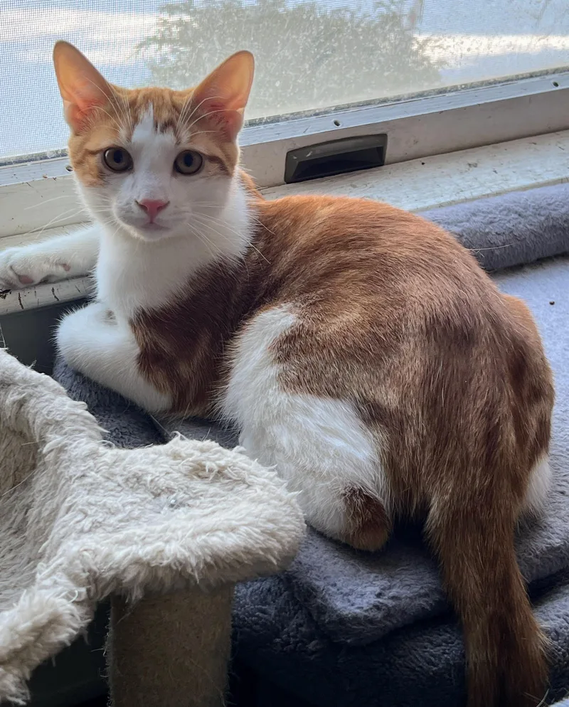 Freddy Mercury thumbnail 3