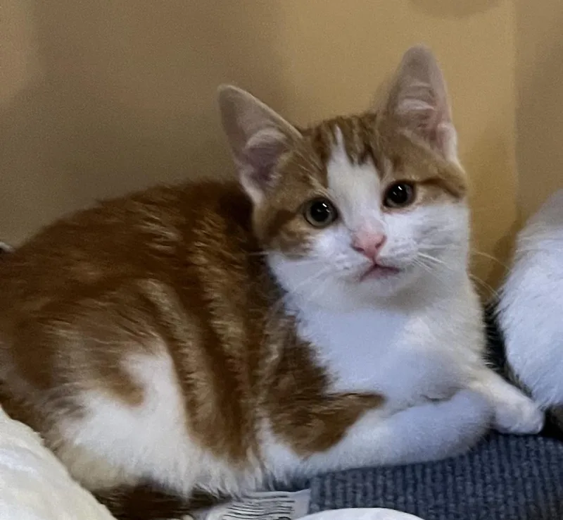 Freddy Mercury thumbnail 4