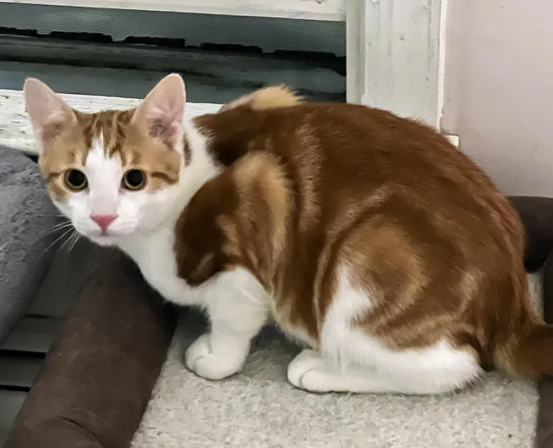 Freddy Mercury thumbnail 5