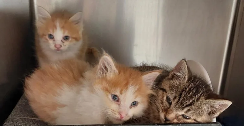 A baby medium-sized male Domestic Short Hair cat named Peace for adoption in Mocksville, NC