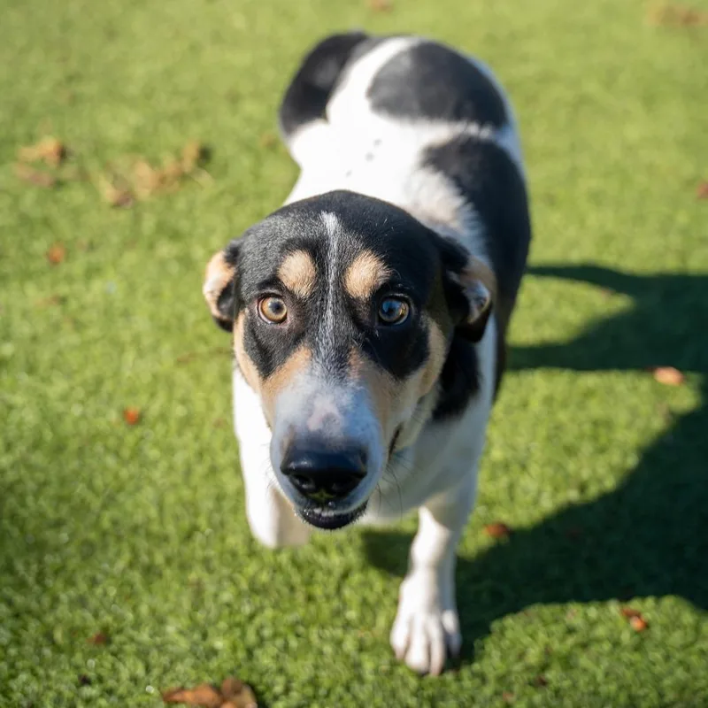 A young medium-sized male White / Cream Dachshund dog named Mugsy for adoption in Gainesville, GA
