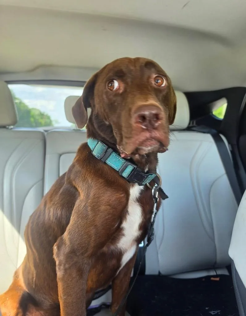 A young medium-sized male Chocolate Labrador Retriever dog named Lil John for adoption in Waynesville, GA