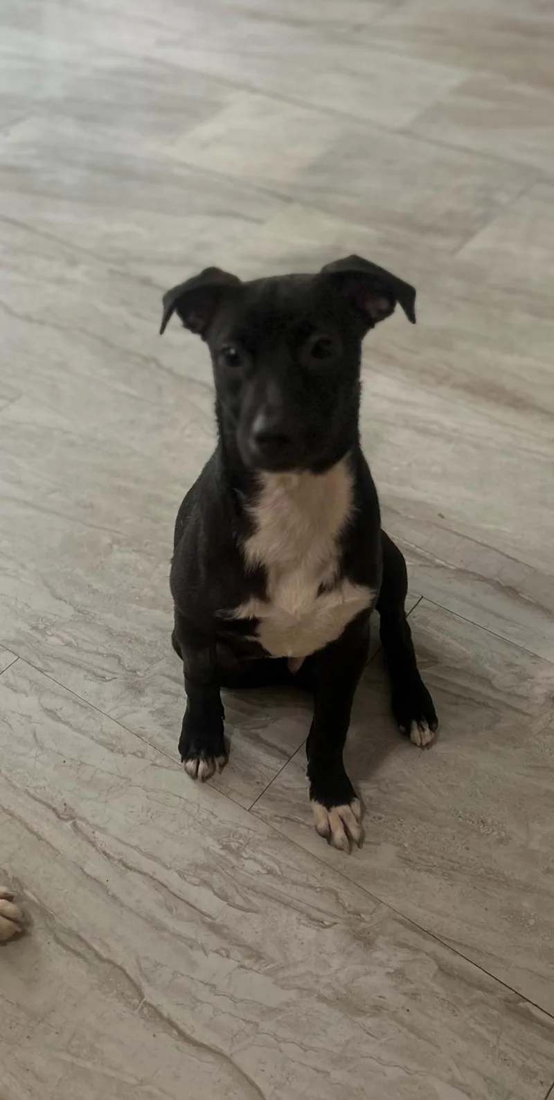 A baby medium-sized male Black Labrador Retriever dog named Pinto for adoption in Rio Grande, PR