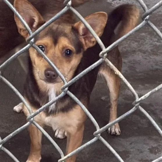 An adult small-sized male Chihuahua dog named Brutus for adoption in Springboro, OH