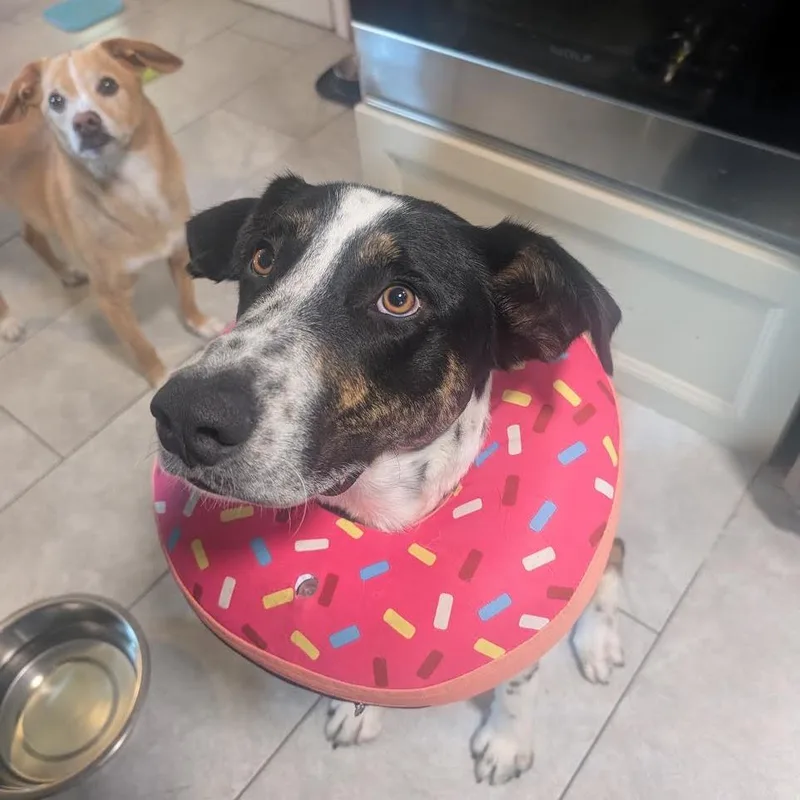 A young medium-sized male White / Cream Retriever dog named Wallee D for adoption in Minnetonka, MN