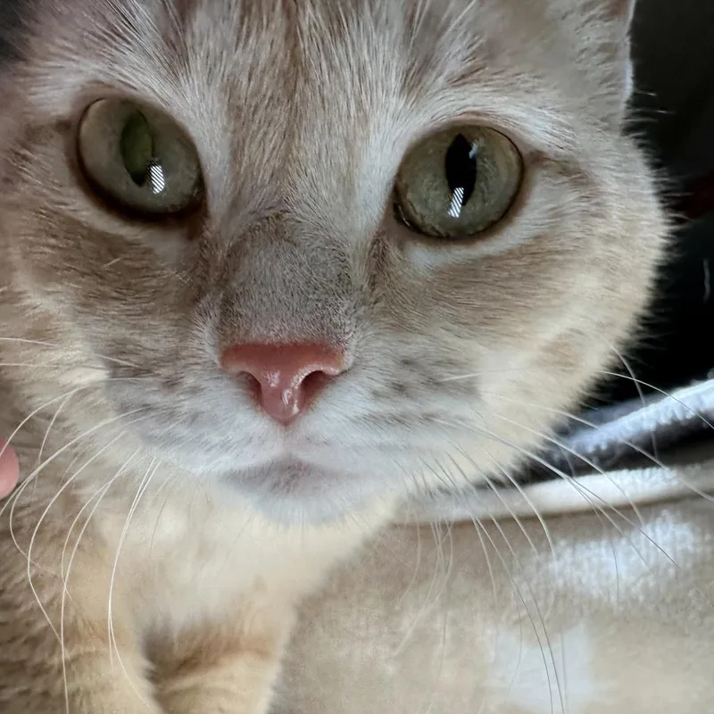 An adult medium-sized female Orange / Red Domestic Short Hair cat named Blondie for adoption in Durango, CO