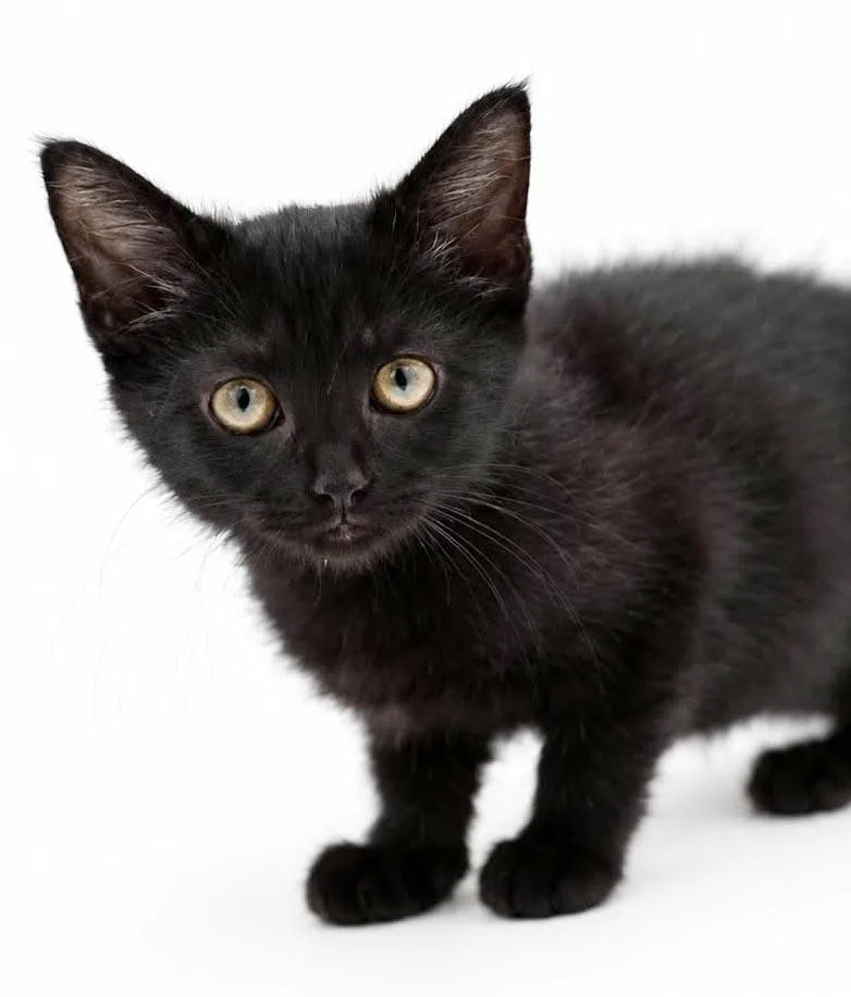 A baby small-sized female Bombay cat named Spinach is OH SO for adoption in Bedford Hills, NY