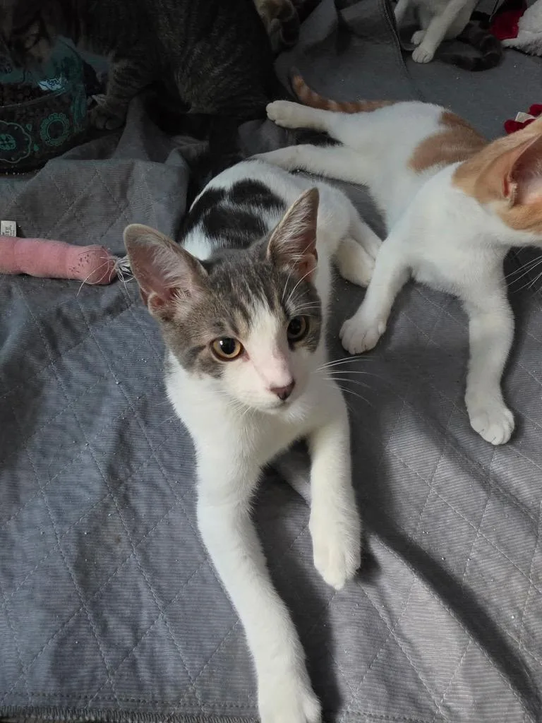 A baby medium-sized male Domestic Short Hair cat named Chaplin for adoption in Tampa, FL