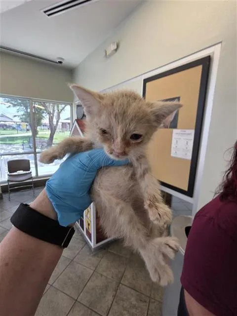 A baby small-sized female Domestic Short Hair cat named Miska for adoption in San Antonio, TX