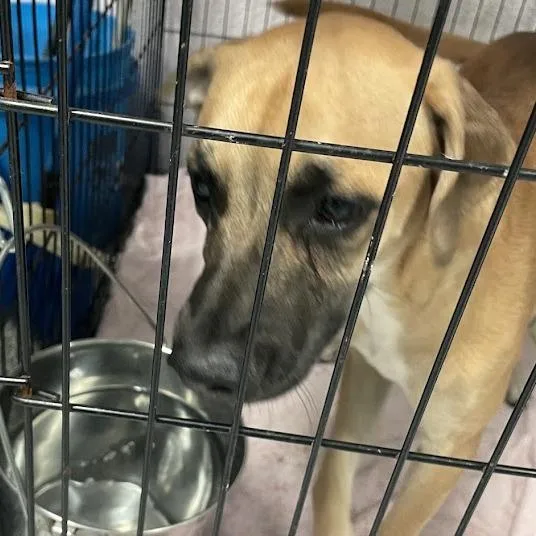 An adult medium-sized male Yellow / Tan / Blond / Fawn Black Mouth Cur dog named Puppa for adoption in Port Charlotte, FL