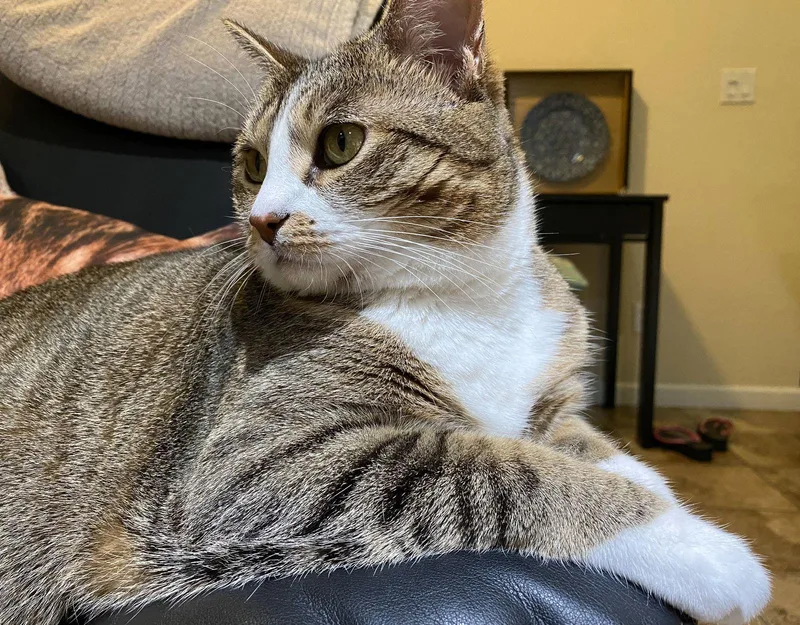 An adult medium-sized female Tabby cat named Mimi for adoption in San Jose, CA
