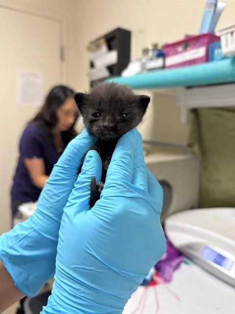 A baby small-sized female Domestic Short Hair cat named Raven for adoption in Riverside, CA