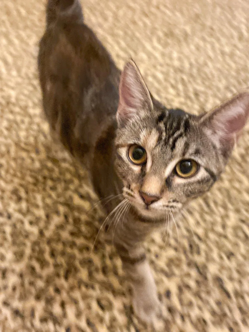 A baby medium-sized female Tabby cat named Silki for adoption in Lighthouse Point, FL