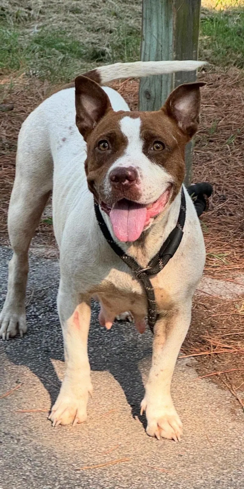 A young medium-sized female Pit Bull Terrier dog named Gabby for adoption in Shillington, PA