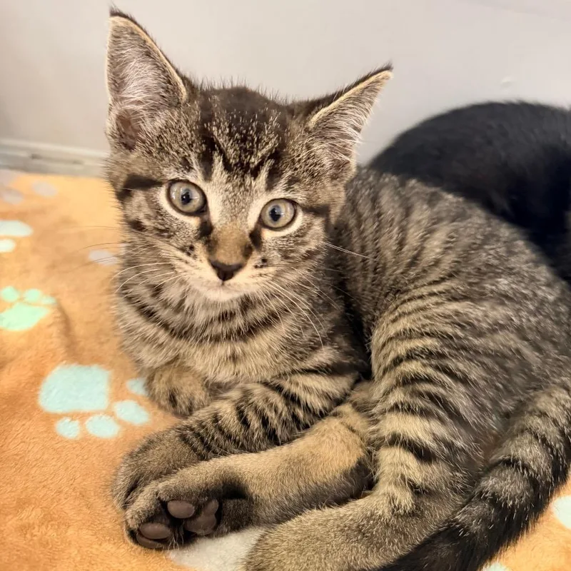 A baby small-sized female Domestic Short Hair cat named Solstice for adoption in Indianapolis, IN
