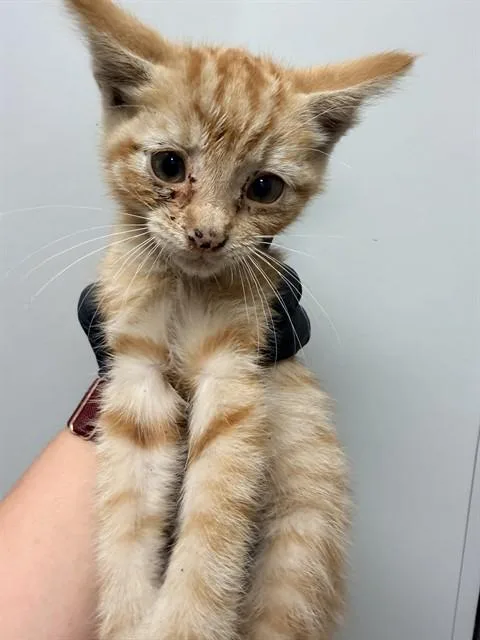A baby small-sized male Domestic Short Hair cat named Tommy for adoption in Ontario, CA