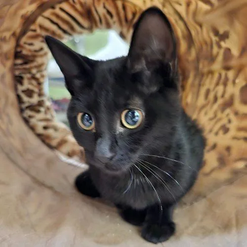 A baby small-sized female Black Domestic Short Hair cat named Markita C for adoption in Frankfort, KY