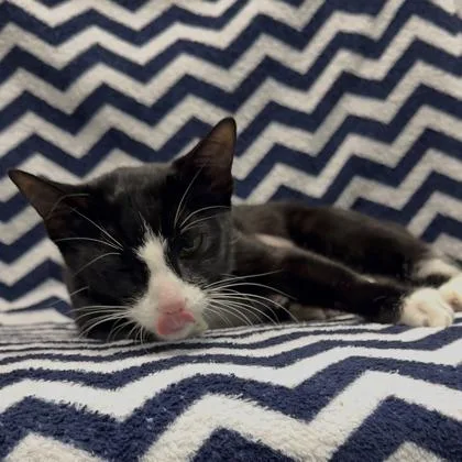 A young small-sized female Domestic Short Hair cat named Oaklee for adoption in Janesville, WI