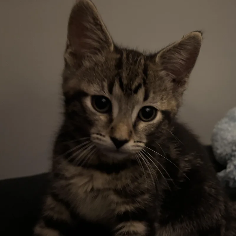 A baby small-sized male Black Domestic Short Hair cat named Terry Levine for adoption in Morrison, CO