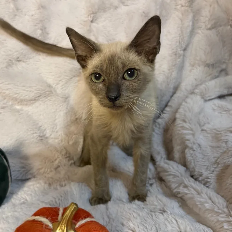 A baby small-sized male Domestic Medium Hair cat named Dusty for adoption in Flower Mound, TX