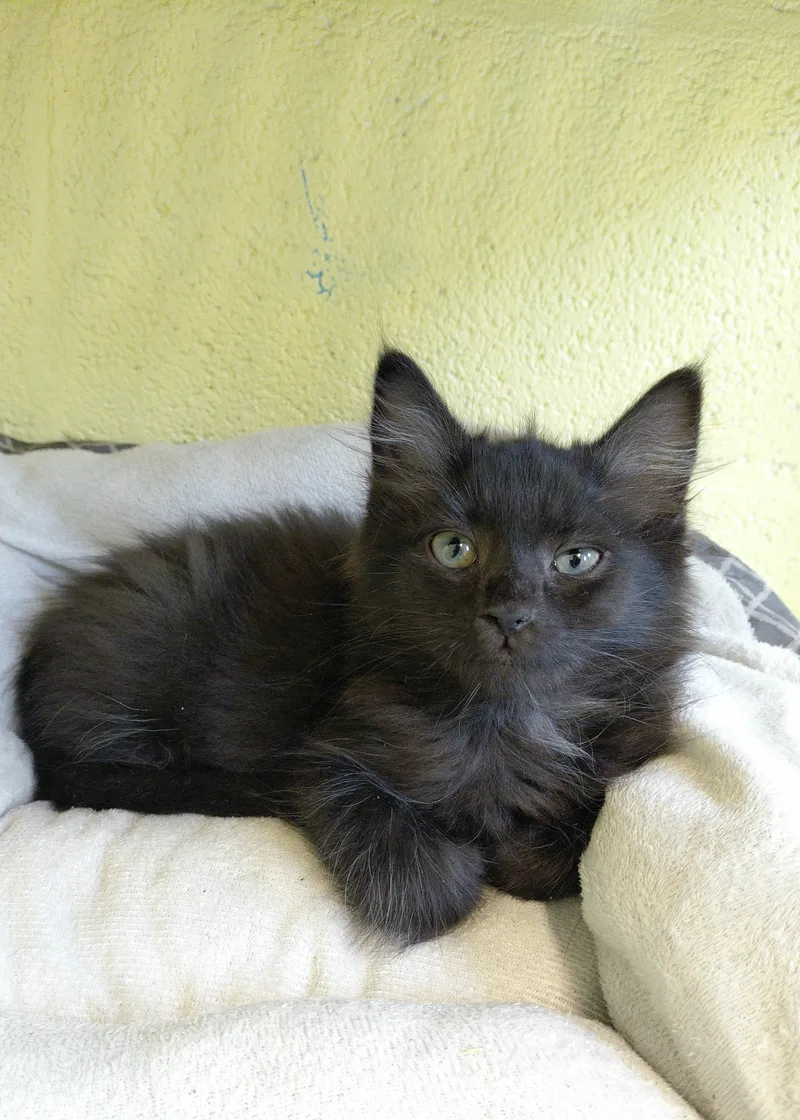 A young small-sized male Black Domestic Long Hair cat named Buffalo for adoption in Stanley, VA