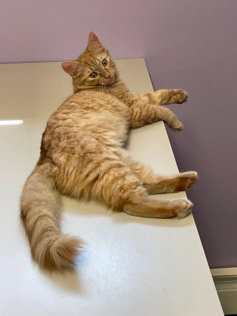 A baby small-sized female Domestic Medium Hair cat named Kamryn for adoption in Westfield, NY