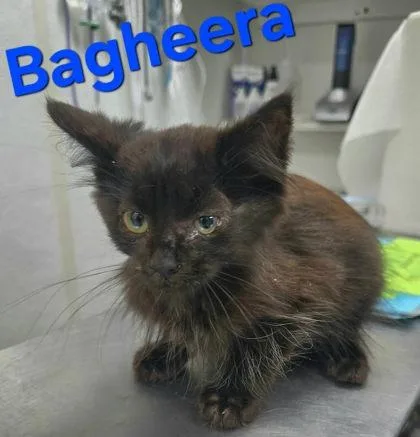 Bagherra