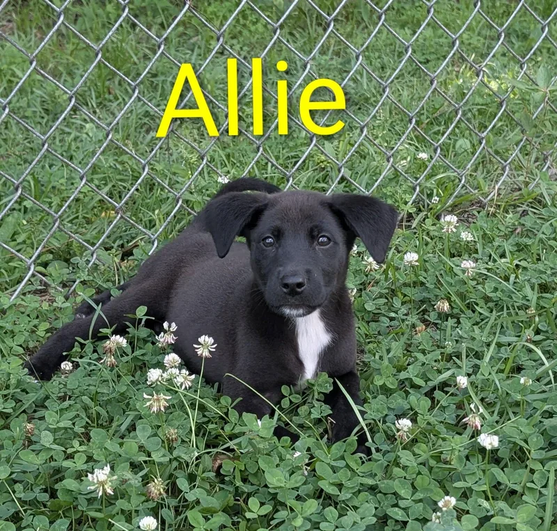 A baby medium-sized female Black Labrador Retriever dog named Allie for adoption in Marion, MS