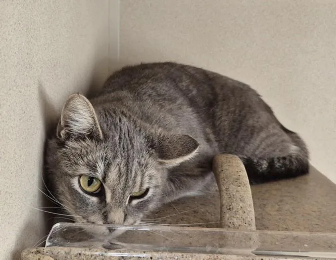A young small-sized female Domestic Short Hair cat named Spidergwen for adoption in Loveland, CO