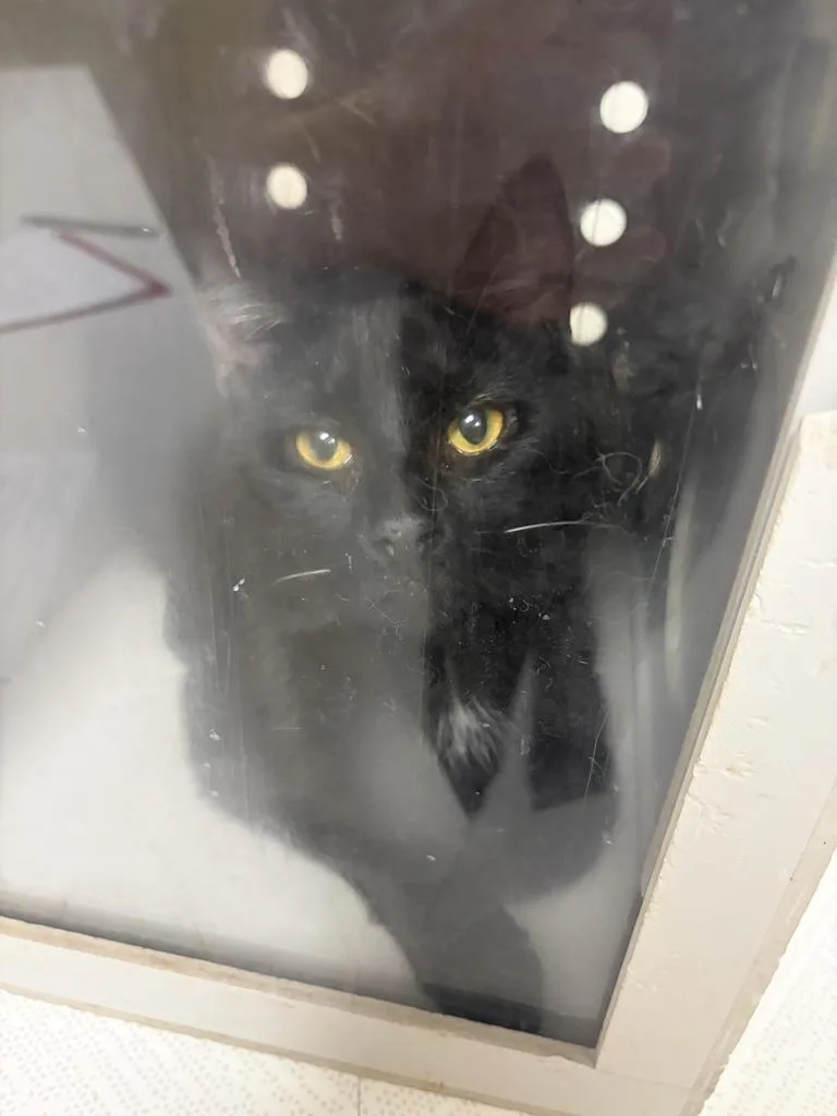 A young large-sized male Domestic Short Hair cat named Lux for adoption in Greenfield, IN