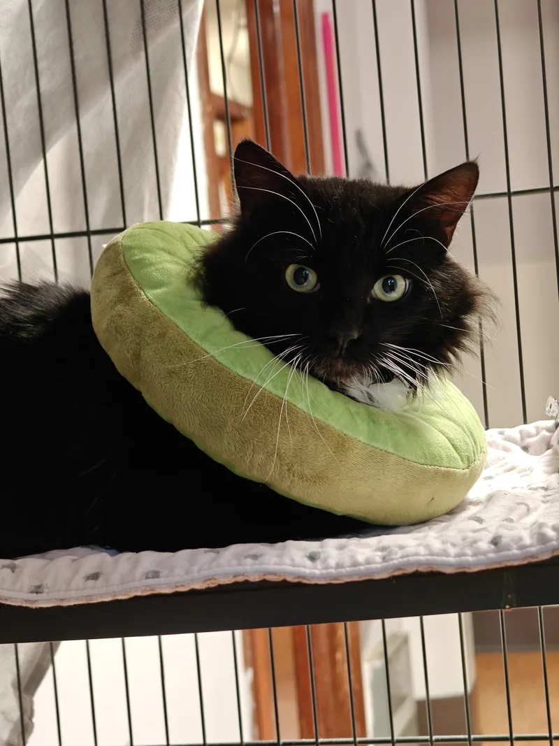 A young medium-sized male Black Domestic Long Hair cat named Tubo for adoption in New Britain, CT