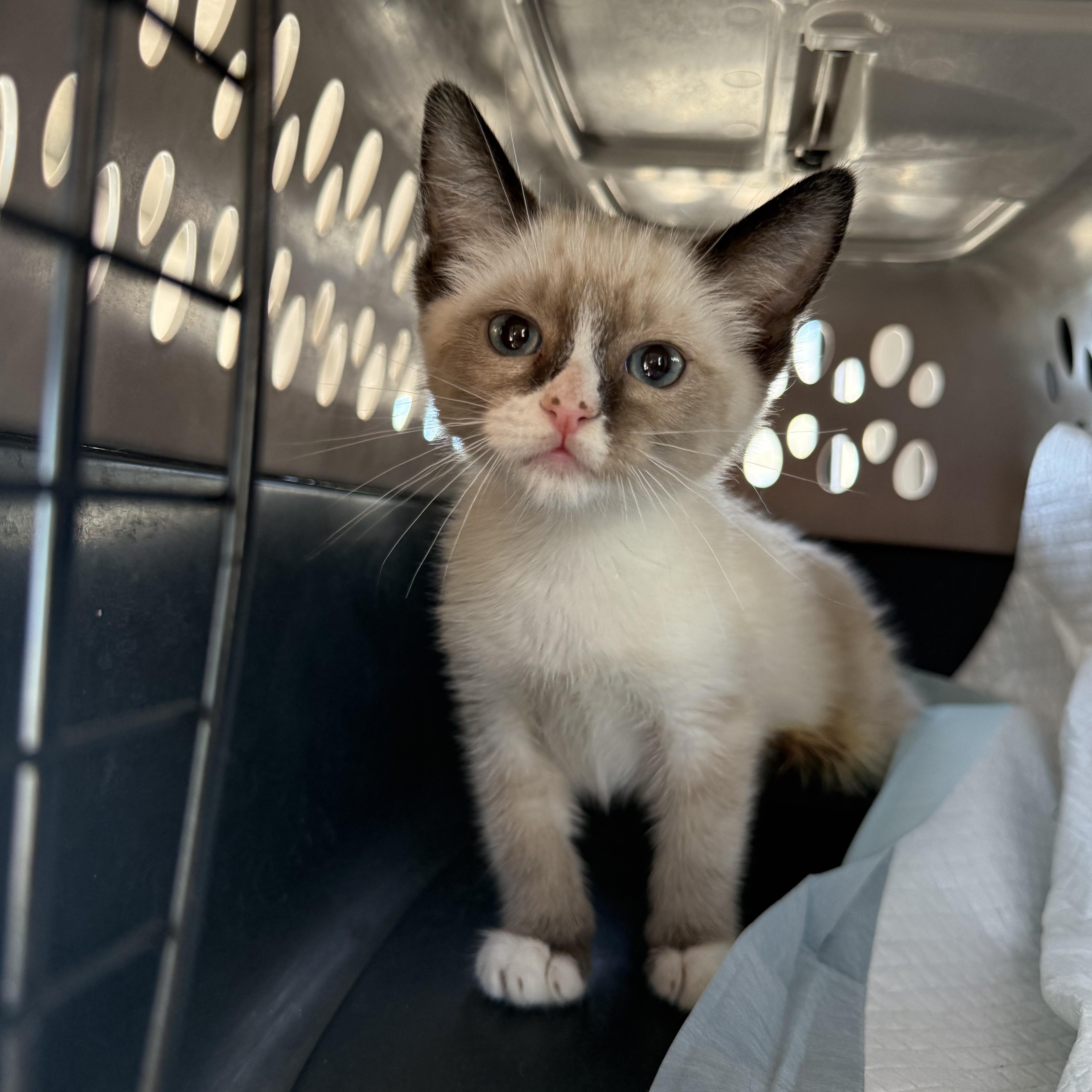 A baby medium-sized female Chocolate Point Snowshoe cat named Charity for adoption in Fresno, CA