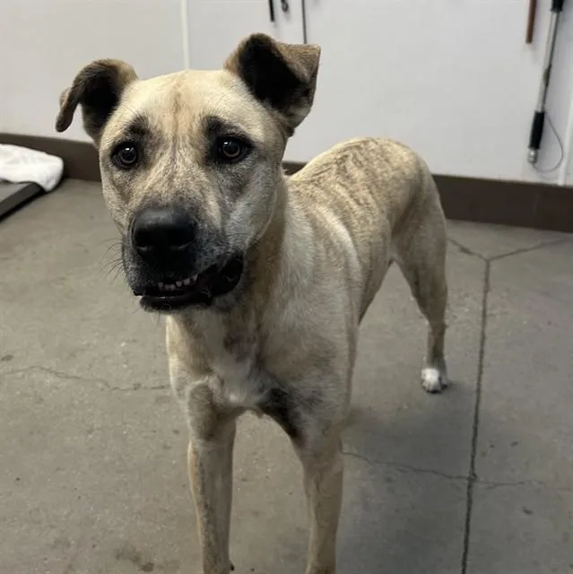 An adult large-sized female Black Mouth Cur dog named Paris for adoption in Tucson, AZ