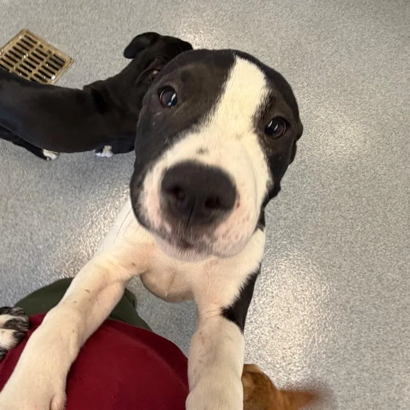 A baby medium-sized female Black Mountain Cur dog named Shelby for adoption in Martinsville, VA