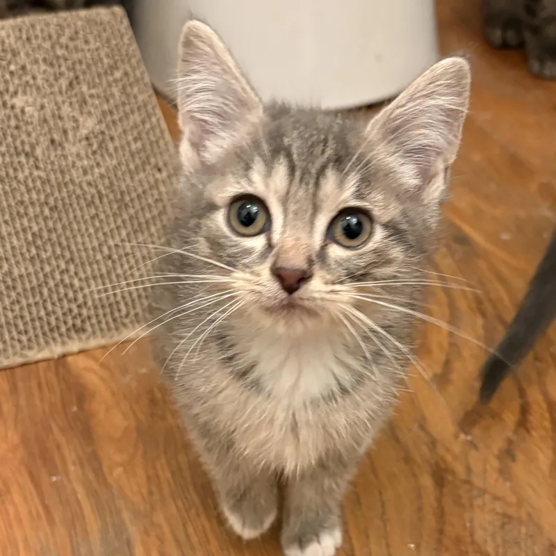 Blight Athens  Ga thumbnail 2