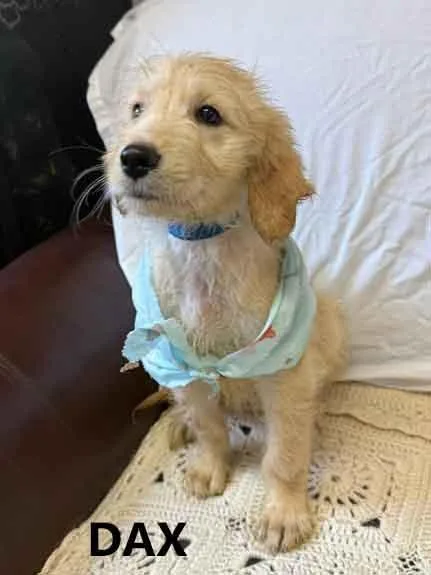 A baby medium-sized male Goldendoodle dog named Dax for adoption in Washington, GA